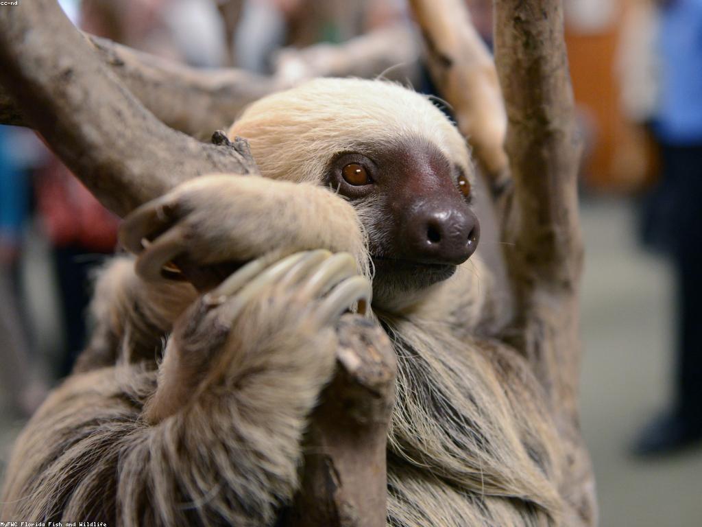 ការអភិវឌ្ឍន៍នៃព្រឹត្តិការណ៍ស្លុត