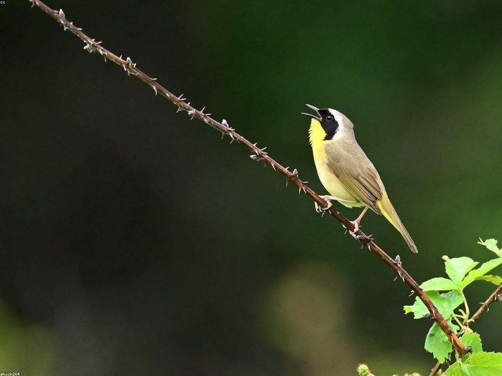 សារៈសំខាន់នៃក្បាច់ស្លុតក្នុងការអប់រំ